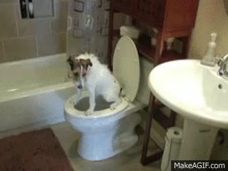 Dog Using the Toilet