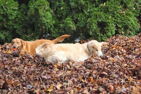 How My Dogs Stay Fit in the Fall