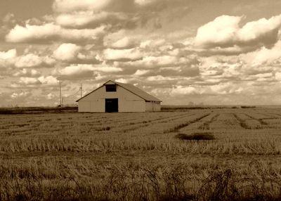 White barn in a field