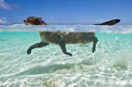 Top 10 Pictures of Cats Swimming Top 10 Pictures of Cats Swimming