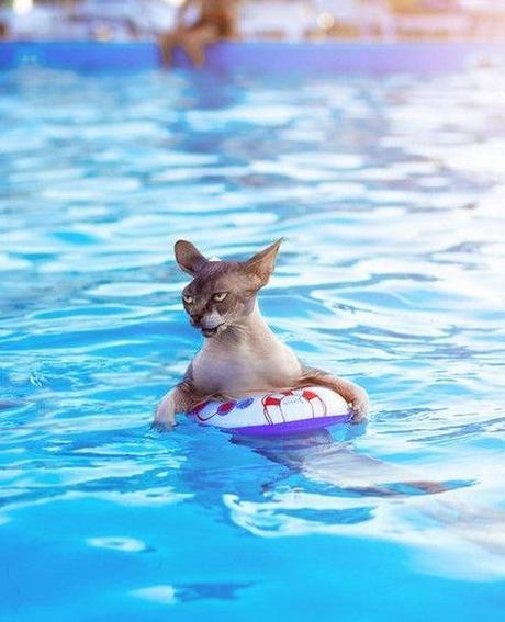 Top 10 Pictures of Cats Swimming Top 10 Pictures of Cats Swimming