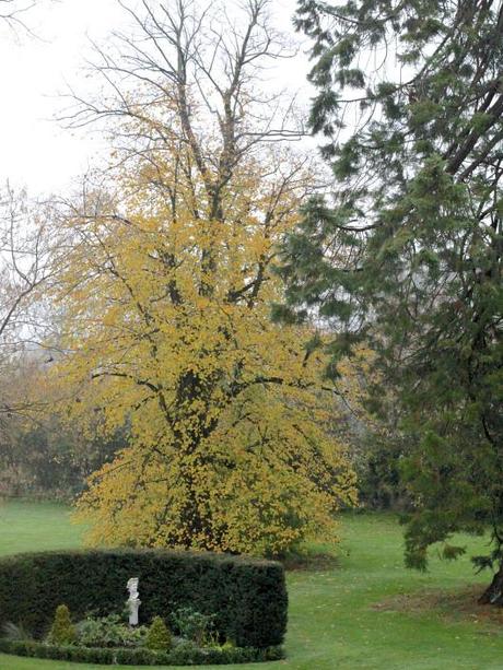 Autumn-Lime-Tree