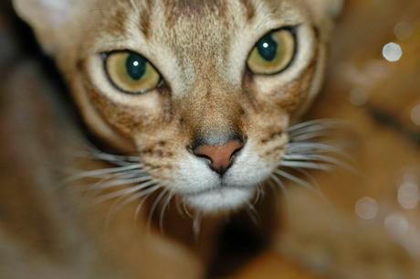 Adopting Abyssinian: All you need to know about the Abyssinian cat breed