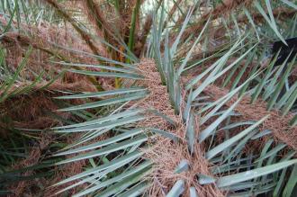 Phoenix theophrasti Leaf (18/10/2014, Real Jardín Botánico de Madrid) Phoenix theophrasti Leaf (18/10/2014, Real Jardín Botánico de Madrid)