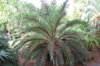 Phoenix theophrasti (18/10/2014, Real Jardín Botánico de Madrid) Phoenix theophrasti (18/10/2014, Real Jardín Botánico de Madrid)