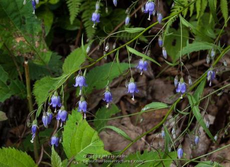 Small Bellflower or Southern Harebell - Campanula divaricata