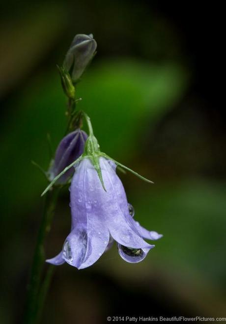 Common Harebell - Campanula rotundifolia