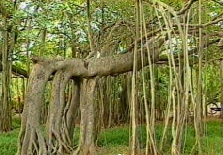 banyan_tree_adyar