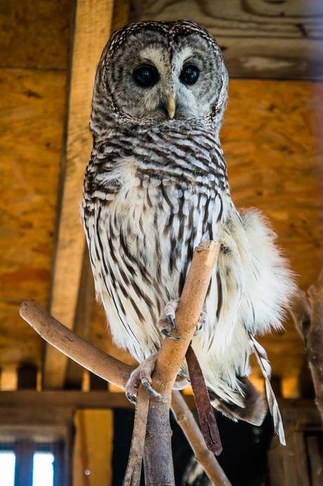 Tanglewood Preserve Rescue Owl