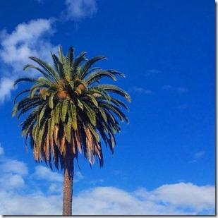 LA Los Angeles SoCal Palm Tree