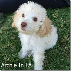 Archie In LA Blog Button