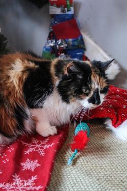 Festive gift guide for Christmas cats
