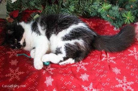 Festive gift guide for Christmas cats