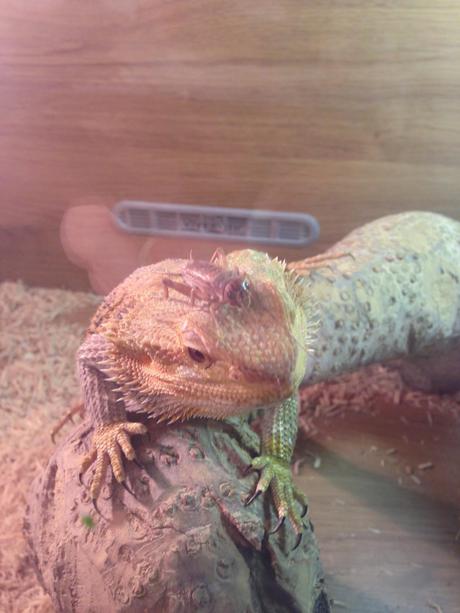 Black Friday & Cyber Monday with PetShopBowl Black Friday & Cyber Monday with PetShopBowl