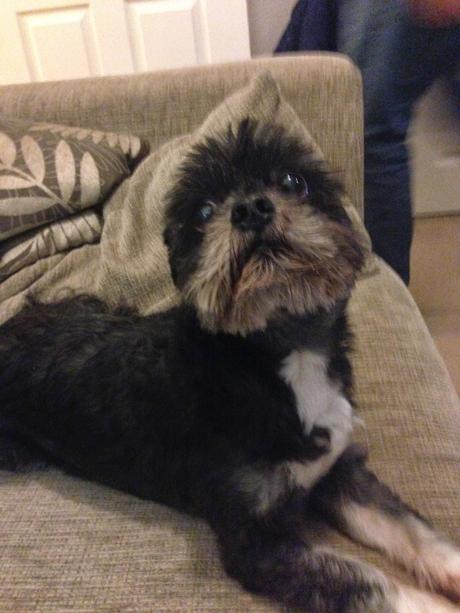 Black Friday & Cyber Monday with PetShopBowl Black Friday & Cyber Monday with PetShopBowl