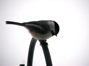 black-capped chickadee at feeder