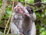 monkey-forest-ubud-bali-indonesia-f-two-monkeys-playing