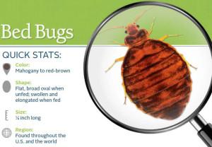 Bedbugs and hotels, did you know this? BedBugsfactsheet