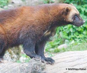 Save the Last Wolverines from Extinction