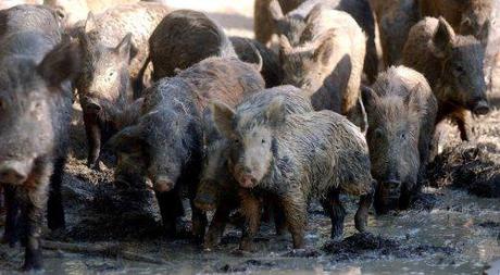 FERAL HOGS--DO NOT MESS WITH THESE GUYS