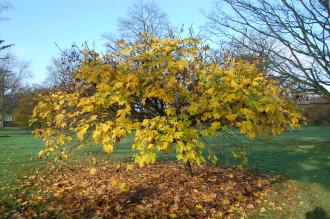 Acer platanoides 'Globosum' (30/11/14, Kew Gardens, London)
