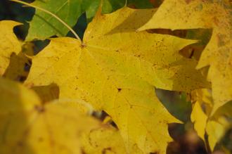 Acer platanoides 'Globosum' Autumn Leaf (30/11/14, Kew Gardens, London)