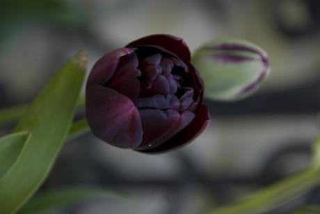 Tulip Black Hero