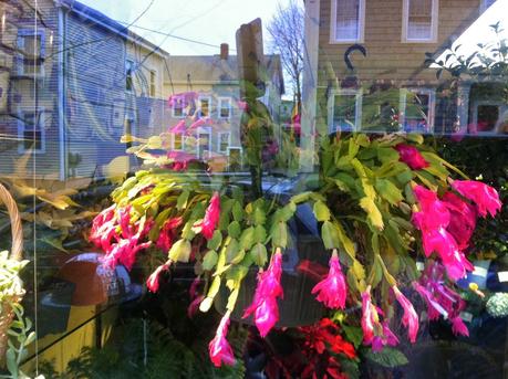 Christmas Cactus and Reflections in Providence