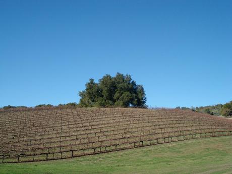 The Ancestor Oak in December 2009