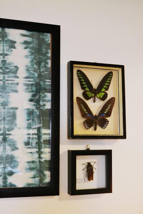 frames, art, entomology, bugs, butterflies, curiosities 