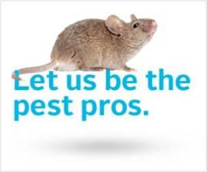 Insects and other vermin consume food on the street Picture7