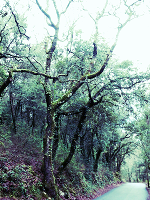  shrines in provence, corey amaro photography, On the Path