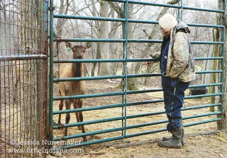 Bugle Valley Elk Farm Tours in Roachdale, Indiana