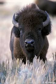 Why Buffalo Should be Protected by the Endangered Species Act