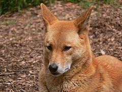 Dingo for noncommercial usse
