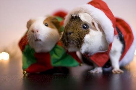 photos-small-animal-pets-wishing-you-a-merry--L-2psk8j.jpeg