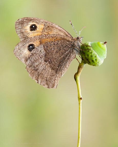 Maniola jurtina, Myrtil, Meadow Brown