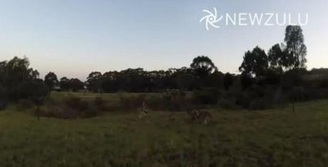 kangaroo-video