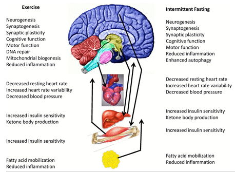 Exercise and intermittent fasting improve brain plasticity and health