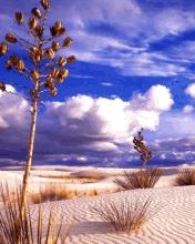 call for truce......... Desert