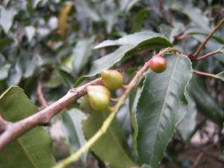 Prunus lusitanica berry (04/12/2011, London)