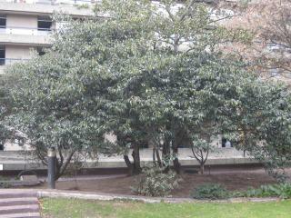 Prunus lusitanica (04/12/2011, London)
