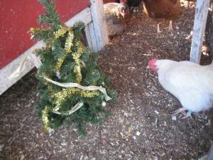 Lesson 460 – An early Christmas gift in the henhouse