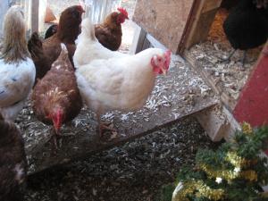 Lesson 460 – An early Christmas gift in the henhouse