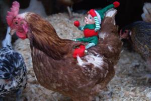 Lesson 461 – An elf on a shelf in the henhouse