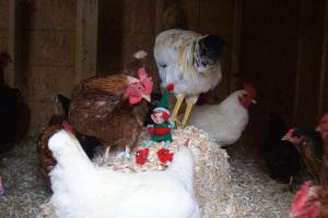 Lesson 461 – An elf on a shelf in the henhouse