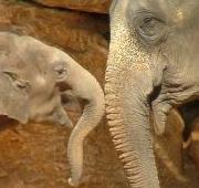 Elephant Elephant