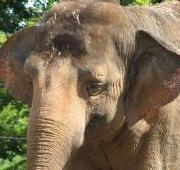 Elephant Elephant