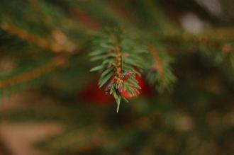 Picea abies detail, Christmas Tree (24/12/2011, Vsetin, Czech Republic)