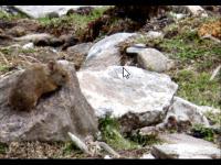 RUNDA - survival mammal in kedarnath